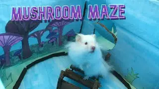 🐹Hamster in a Mushroom Maze🍄
