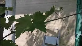 Интеллект у винограда существует