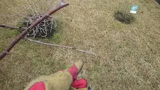 Обрезка вишни