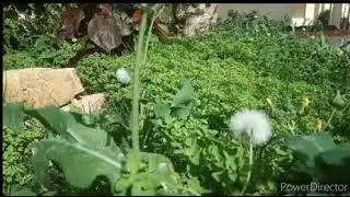 Romantic Music For Lovers with Amazing Nature Video