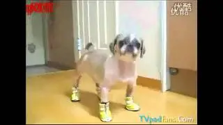 小笨狗第一次穿鞋搞笑一幕