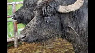 Можно ли пасти коров под дождем , сколько часов и что делать если корова простыла под дождем?