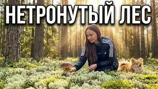 229🌲НЕТРОНУТЫЙ 🌳 ЛЕС 🥰Собираем грибы 😋ЛУЧШАЯ ТИХАЯ ОХОТА