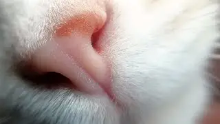 Релакс - кот балдеет