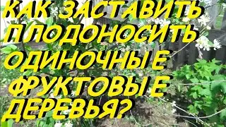 КАК ЗАСТАВИТЬ ПЛОДОНОСИТЬ ОДИНОЧНУЮ ЯБЛОНЮ,ВИШНЮ ИЛИ ГРУШУ?