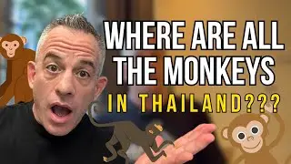 Thailand Monkeys: Where are all the monkeys?!