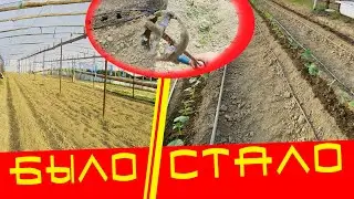 Посадка рассады огурцов в теплицу в жару.