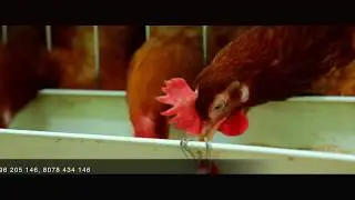 Small poultry farm with hi-tech facilities