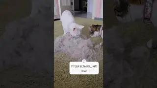 Ковролин и кошки 