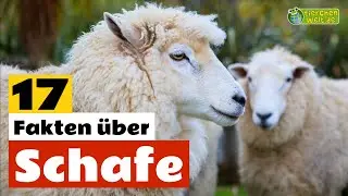 17 Steckbrief-Fakten über das Schaf - Doku-Wissen über Tiere - für Kinder