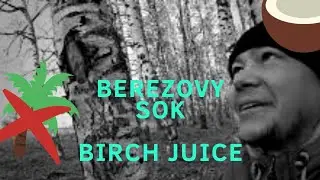 Как собрать березовый сок - Способ для каждого // Соц дистанция в условиях COVID-19