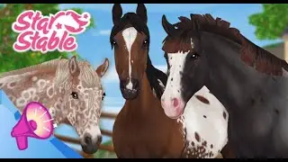 Achat du tout nouvelle Appaloosa & des nouvelles brides