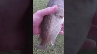 This is how you set a hook!! #shorts