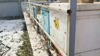 Начало пчеловодного сезона 2023 года
