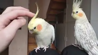 Pongo & Zazu 🥰