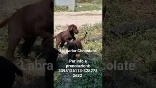 i nostri Labrador Chocolate 🤎