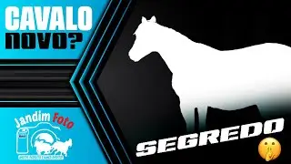 CAVALO NOVO? *conquista* + 1º PASSEIO