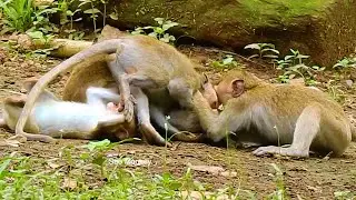 Monkey Moment! Funny Monkeys Living In Jungle.
