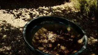 Bird Bath - Testing Speed Ramping