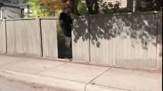 Медведь гуляет по городу