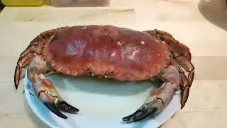 French Crab & Spaghetti Carbonara.