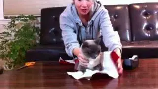 Cat Gift Wrap Fail
