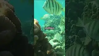 The Great Barrier Reef: Visible from Space! #earthfacts #facts #earthcuriosities #oceanfloor