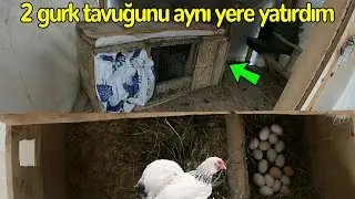 2 Gurk Tavuğunu Bir Sandık da Kuluçkaya Yatırdım !