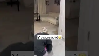 Мою даму нужно по уговаривать чуть-чуть) характерочек тоже имеется🤣#глухаятэффи #глухаясобака #dog
