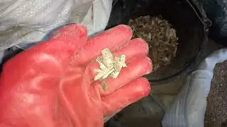 Ломайте кости вручную, подойдёт для всех животных | Самая мягкая мясо костная мука без приспособлени