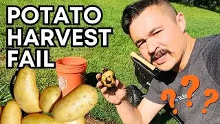 🥔 How to Harvest Unexpected Potato?