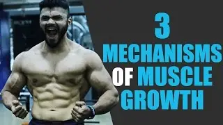 The 3 Mechanisms of Muscle Growth | And how to use them for MAX GAINS