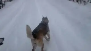 Гуляю в лесу с собакой