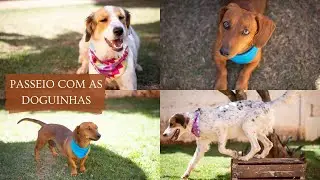 PASSEIO COM AS DOGUINHAS | Uma volta inteira na Mata da Bica!