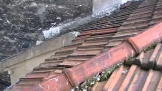 Les pigeons bizet sur un toit à Paris 13ème