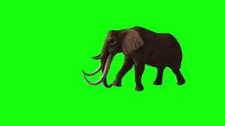 walk elephant green screen | Green screen | Mr Razi