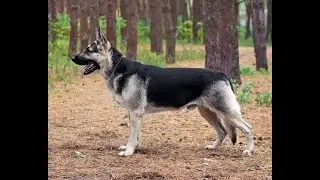 ВОСТОЧНО-ЕВРОПЕЙСКАЯ ОВЧАРКА!!!