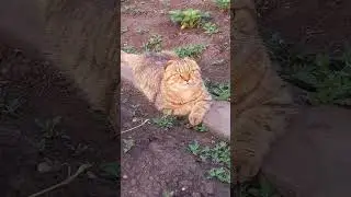 Довольная Булочка)))