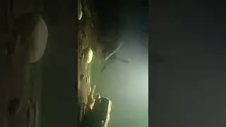 Пиранья  часть 2