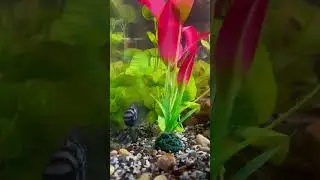 The Mesmerizing Beauty of Blue Acara Cichlid Fishes in Your Aquarium