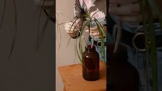 Посадка драцены