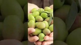 What are the benefits of eating olives?#shorts