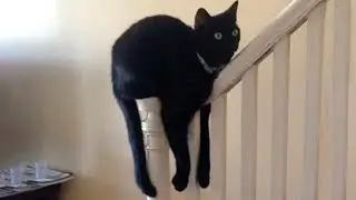 Funny dogs and cats #14 | 😂😂😂 TRY NOT TO LAUGH or GRIN