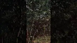 beatles ashram koel #travel