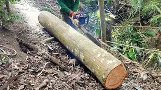 Skill in sawing wood for cast boards with chainsaw