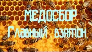 Пчёлы на медосборе. Главный взяток.