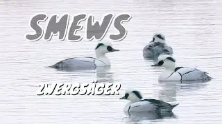 4 Smews (Mergellus albellus ♂) / 4 Zwergsäger