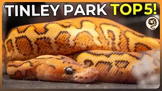 These are the TOP 5 Ball Pythons at NARBC Tinley Park March 2025!