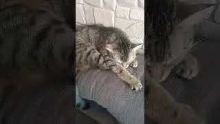 #кисонька #кошки #cat #кошка #отдыхает #тесса