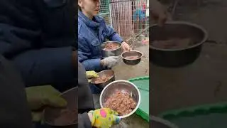 В приюте важна четкость 💯 и скорость ⏱️ #shortvideo #э#собака #животные #dog #youtube #ютуб